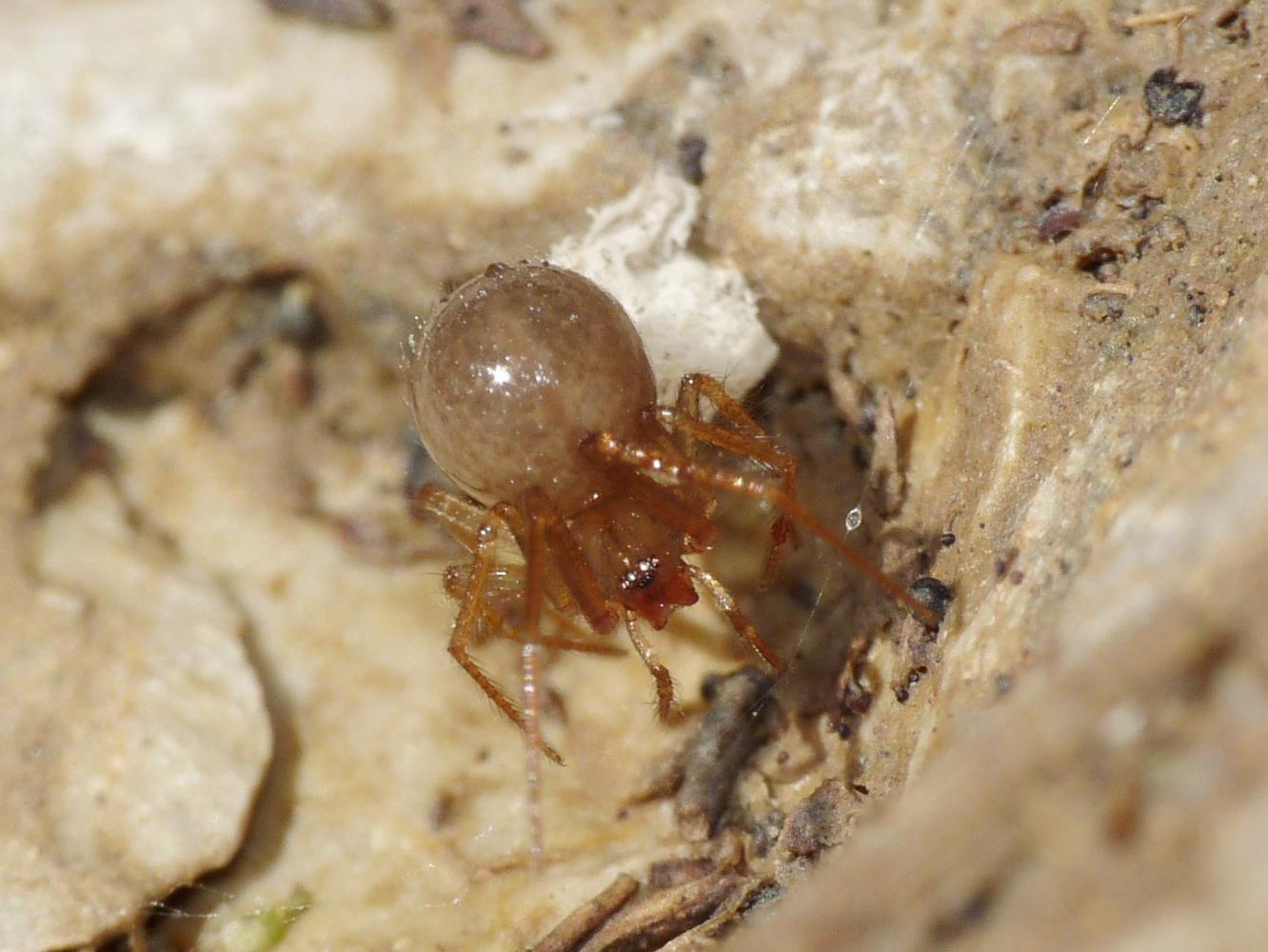 Nesticidae: Nesticella mogera - Tolfa (RM)